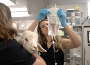 Veterinary Clinical Trials
